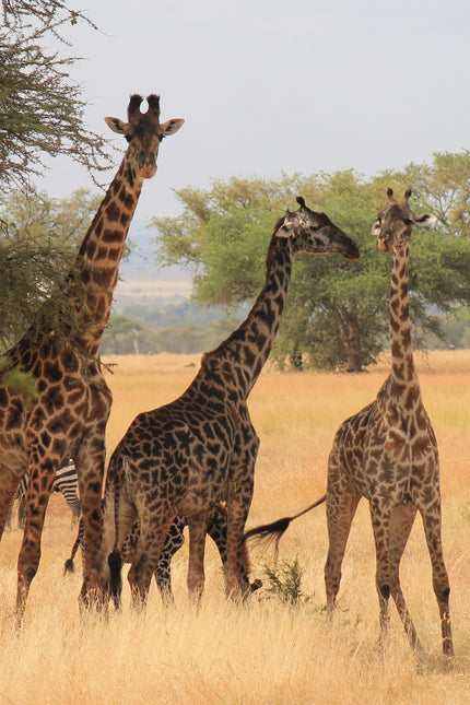 Collection image for: Destination: Tanzania