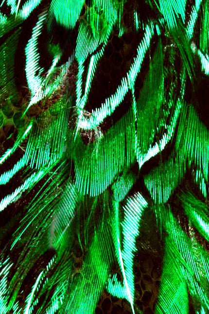 Collection image for: Brazil Print